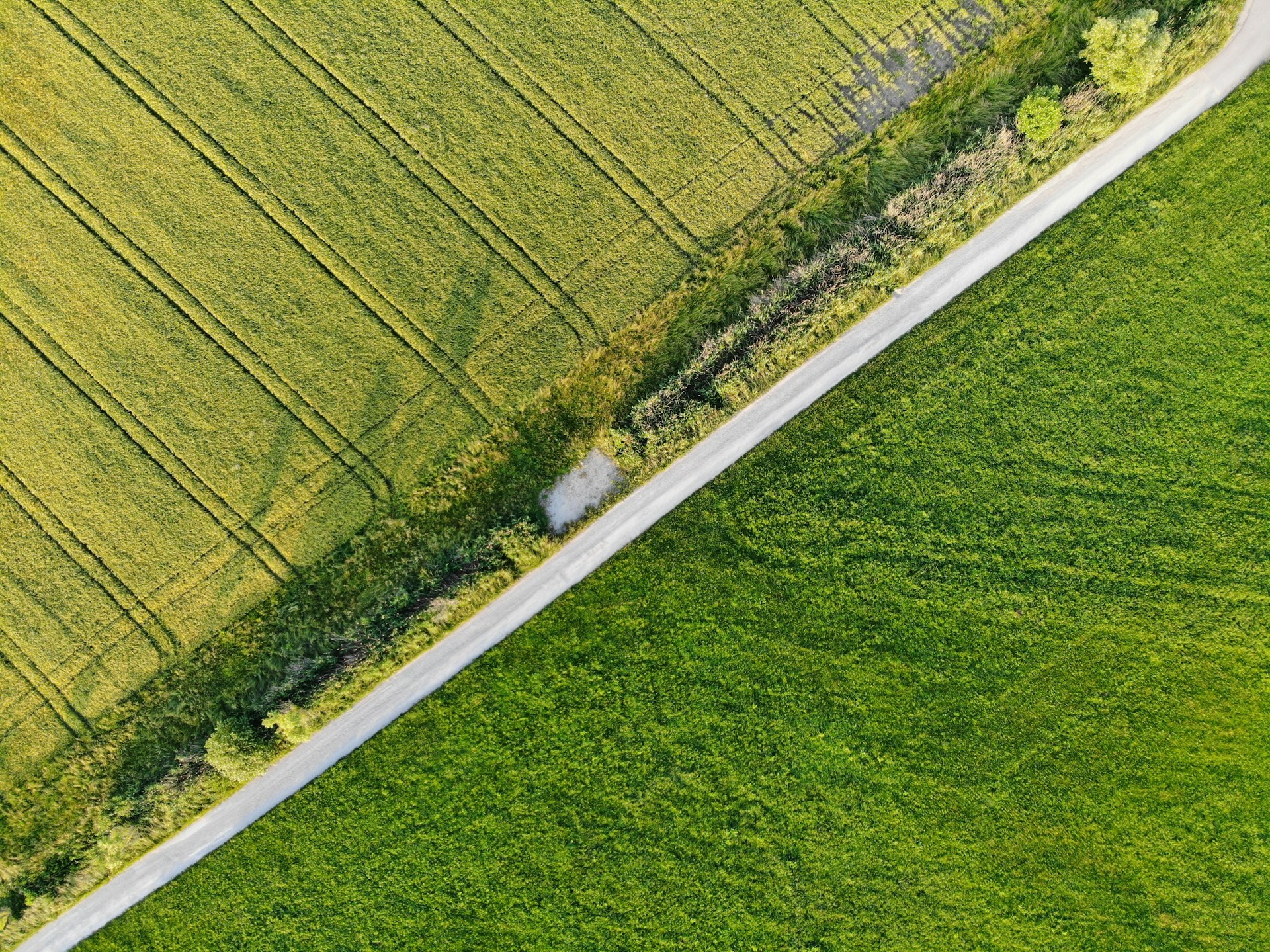 Fotografía a color de una carretera que divide dos campos vista de pájaro